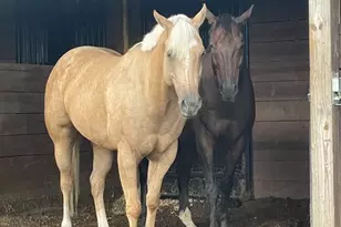 13009 NW 123rd Pl, Alachua, FL 32615 - Photo 63