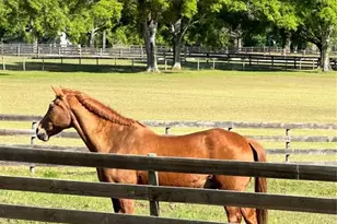 13009 NW 123rd Pl, Alachua, FL 32615 - Photo 65