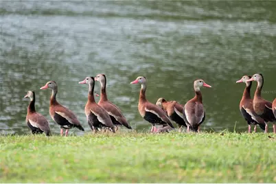 7203 NW 121 Avenue, Alachua, FL 32615 - Photo 33