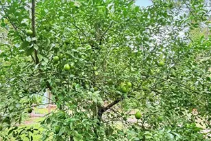 7324 NW 152nd Pl, Alachua, FL 32615 - Photo 25