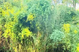 7324 NW 152nd Pl, Alachua, FL 32615 - Photo 5