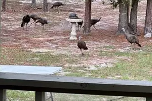 11160 NW 5th Ave, Branford, FL 32008 - Photo 95