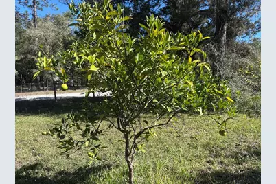 3250 NW 48th Avenue, Chiefland, FL 32626 - Photo 33