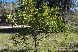 3250 NW 48th Ave, Chiefland, FL 32626 - Photo 33