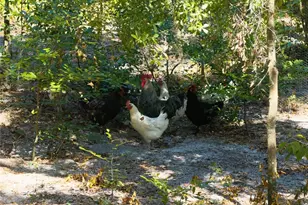 3039 113th Rd, Live Oak, FL 32060 - Photo 37