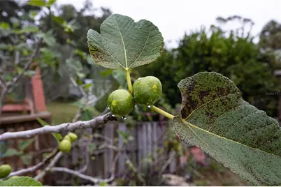 7 55th Street, Yankeetown, FL 34498 - Photo 71
