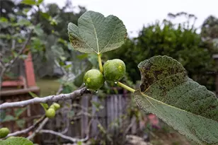 7 55th St, Yankeetown, FL 34498 - Photo 71