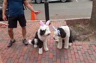 9150 SW 49th Pl, Gainesville, FL 32608 - Photo 29