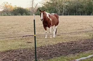 23016 NW 102nd Ave, Alachua, FL 32615 - Photo 19