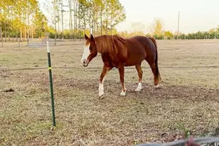 23016 NW 102nd Ave, Alachua, FL 32615 - Photo 21