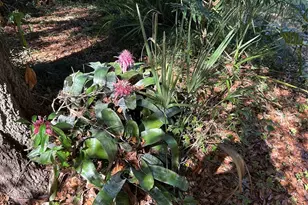 6116 Trout St, Melrose, FL 32666 - Photo 5