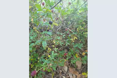 0 NW 60th St, Chiefland, FL 32626 - Photo 25