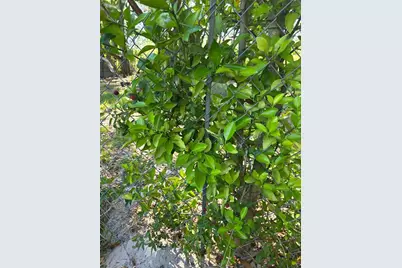0 NW 60th St, Chiefland, FL 32626 - Photo 43