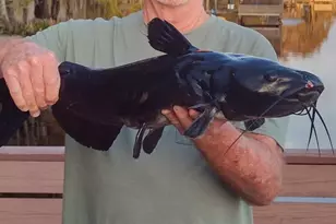 243 Herman Dr, Hawthorne, FL 32640 - Photo 53