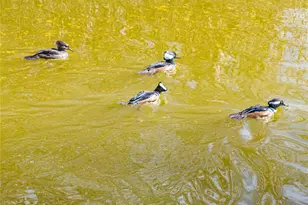 10720 NW 53rd Ter, Gainesville, FL 32653 - Photo 77