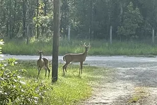 3353 NE 71st Ave, High Springs, FL 32643 - Photo 25
