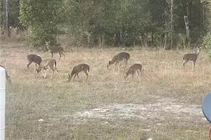 3353 NE 71st Ave, High Springs, FL 32643 - Photo 31