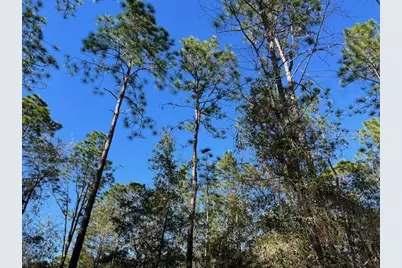 16091 SW 20th Lane, Ocala, FL 34481 - Photo 3