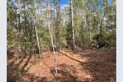 Nw 16th Avenue, Bell, FL 32619 - Photo 9