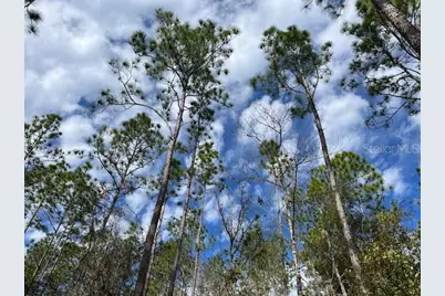 Nw 16th Avenue, Bell, FL 32619 - Photo 5