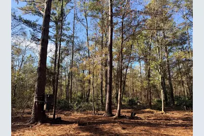 Off NW 10 Place, Chiefland, FL 32626 - Photo 3