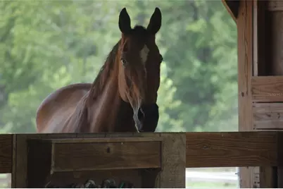 27471 NW 173rd Terrace, Alachua, FL 32615 - Photo 33