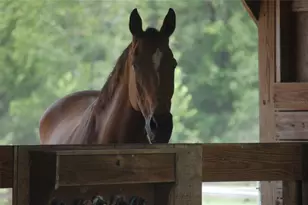 27471 NW 173rd Terrace, Alachua, FL 32615 - Photo 33