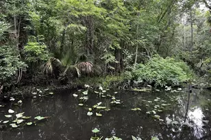 166 Mt Royal Ave, Crescent City, FL 32112 - Photo 53