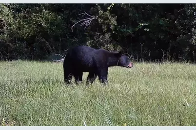 11816 SE County Road 234, Micanopy, FL 32667 - Photo 33