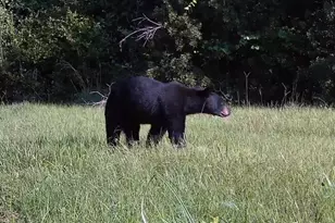 11816 SE County Road 234, Micanopy, FL 32667 - Photo 33
