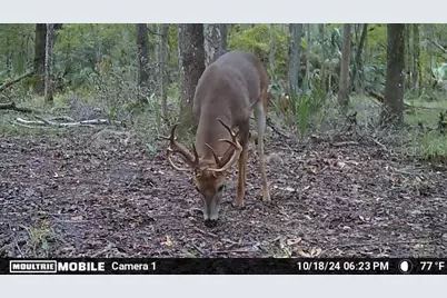 11816 SE County Road 234, Micanopy, FL 32667 - Photo 35