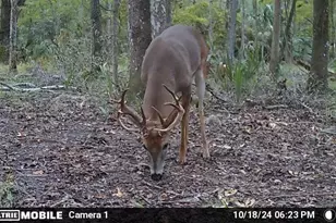 11816 SE County Road 234, Micanopy, FL 32667 - Photo 35