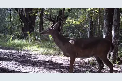 11816 SE County Road 234, Micanopy, FL 32667 - Photo 45