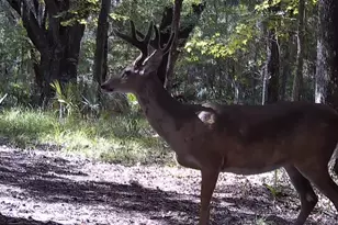 11816 SE County Road 234, Micanopy, FL 32667 - Photo 45