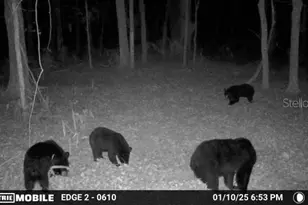 11816 SE County Road 234, Micanopy, FL 32667 - Photo 39