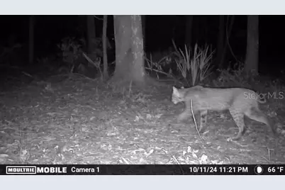 11816 SE County Road 234, Micanopy, FL 32667 - Photo 41