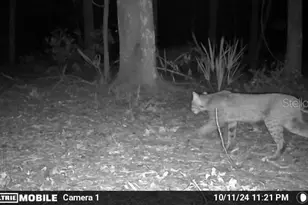 11816 SE County Road 234, Micanopy, FL 32667 - Photo 41