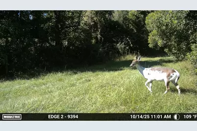 11816 SE County Road 234, Micanopy, FL 32667 - Photo 43