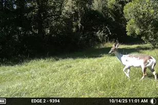 11816 SE County Road 234, Micanopy, FL 32667 - Photo 43