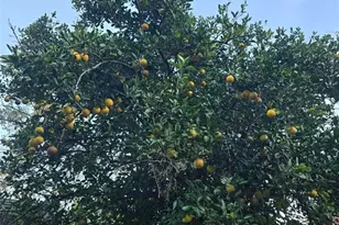 12182 SW State Rd 45, Archer, FL 32618 - Photo 45