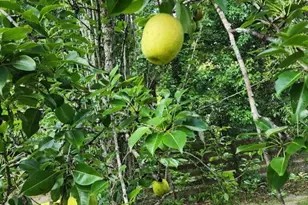 12182 SW State Rd 45, Archer, FL 32618 - Photo 43