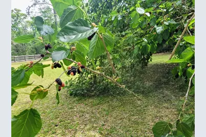 12182 SW State Road 45, Archer, FL 32618 - Photo 47