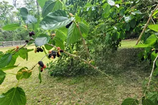 12182 SW State Rd 45, Archer, FL 32618 - Photo 47