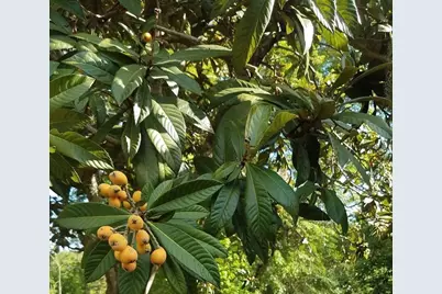 12182 SW State Road 45, Archer, FL 32618 - Photo 51