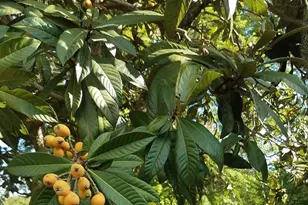 12182 SW State Rd 45, Archer, FL 32618 - Photo 51