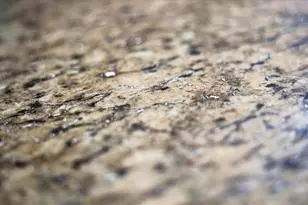 2600 SE 48th Ave, Trenton, FL 32693 - Photo 13