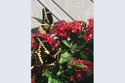 4250 NW 81st Lane, Bell, FL 32619 - Photo 49