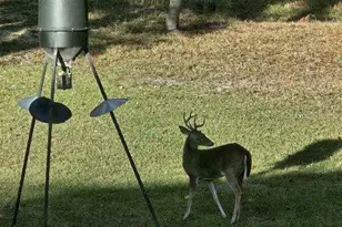 4250 NW 81st Ln, Bell, FL 32619 - Photo 33