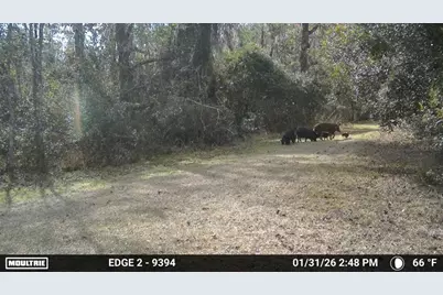 11804 SE County Road 234, Micanopy, FL 32667 - Photo 15