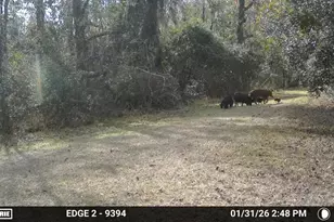 11804 SE County Road 234, Micanopy, FL 32667 - Photo 15